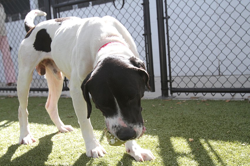 Church went to town on the snack.