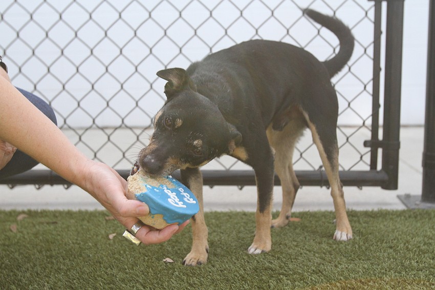 Prince tore into his birthday treat.