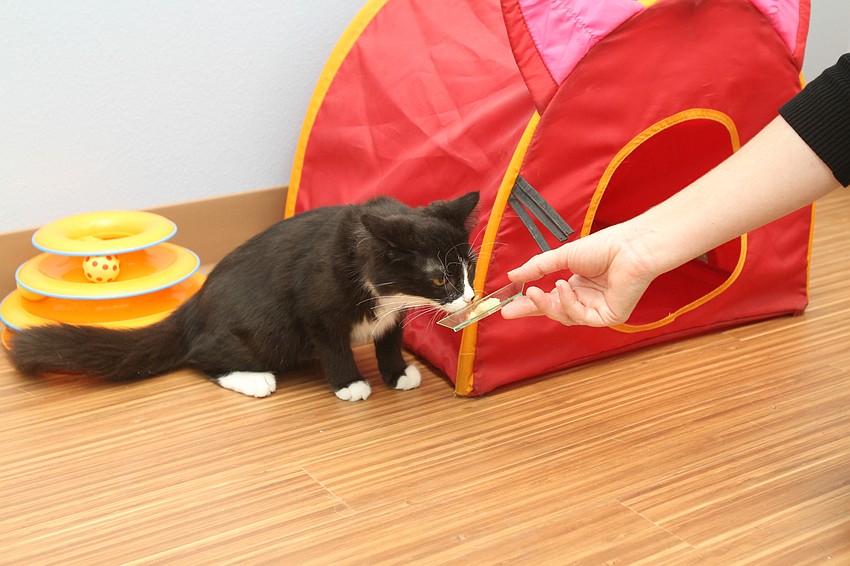 Executive Director Anna Gonce fed her foster cat Avalanche.