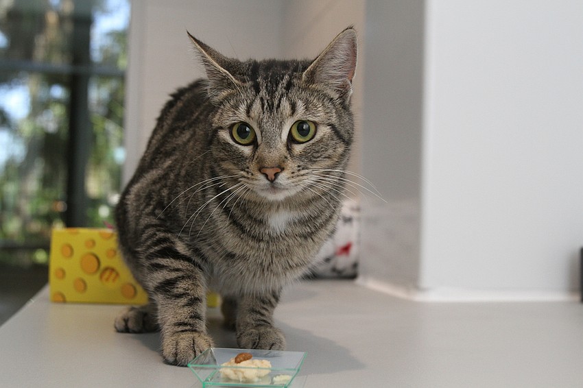 Pepper leapt up on a counter to eat the snack.