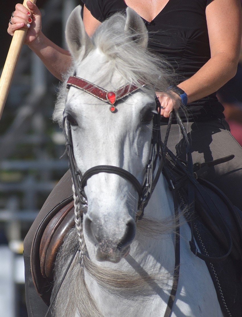 The Lipizzan stallions love performing for an audience and can tell when it's a performance day.