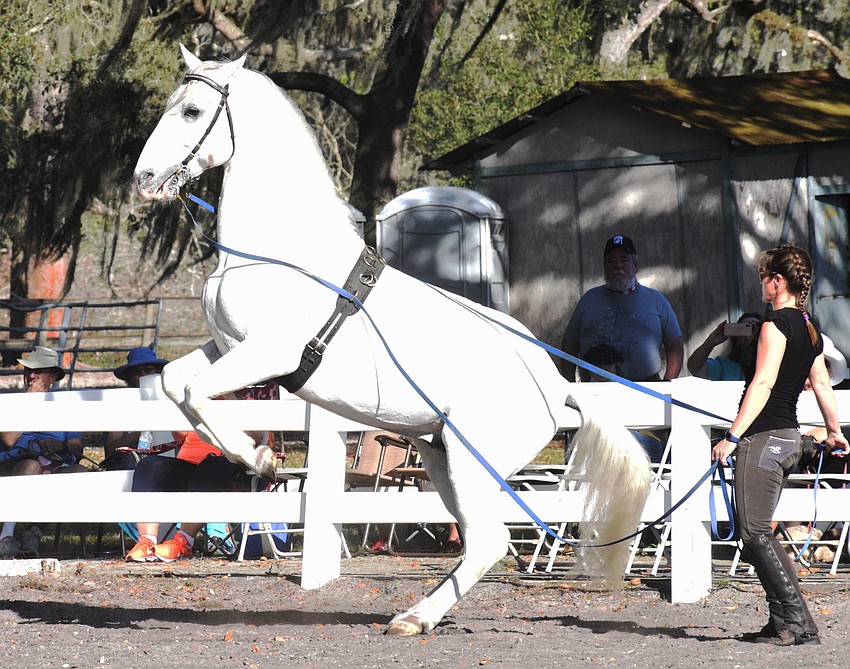 One of the Lipizzan stallions dazzles the crowd when it lifts itself up and holds the position for seconds at Rebecca McCullough's command.
