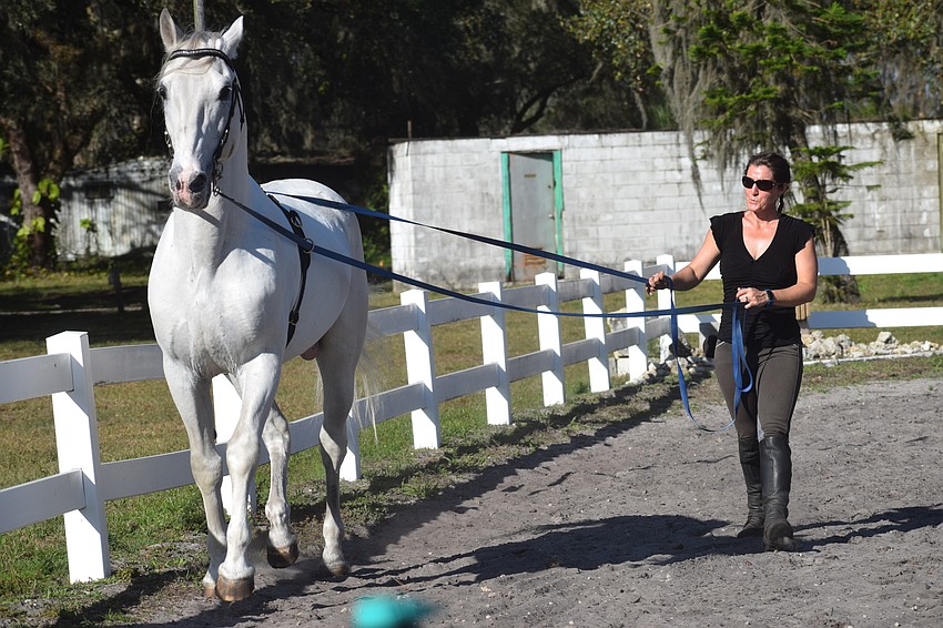 Rebecca McCullough uses ropes to lead a Lipizzan through training.
