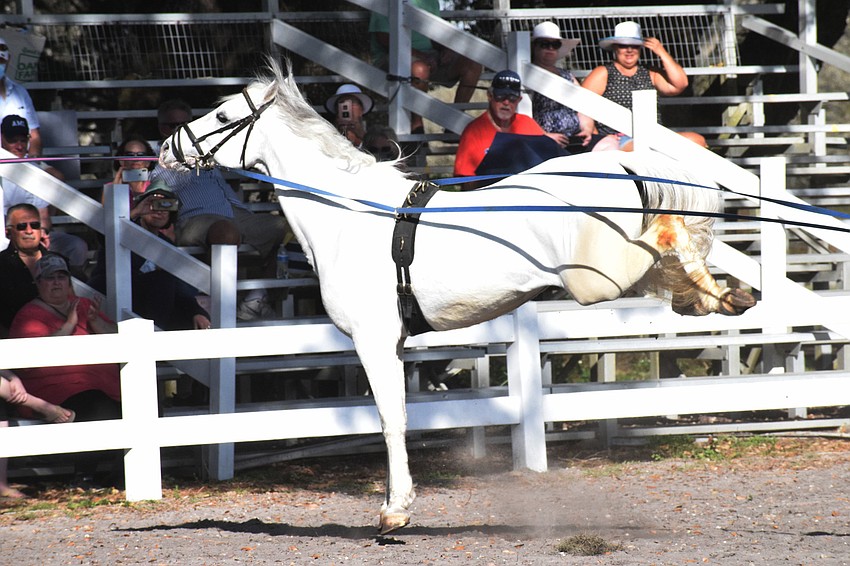 A Lipizzan performs a capriole, which is the deadliest of all Airs Above the Ground. The capriole is when the horse jumps straight up and kicks out horizontally with its hind legs.