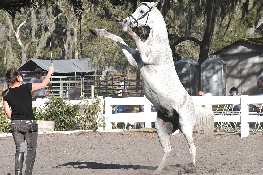 Rebecca McCullough commands Damascus to jump in the air. Damascus was a fan favorite during the training session.