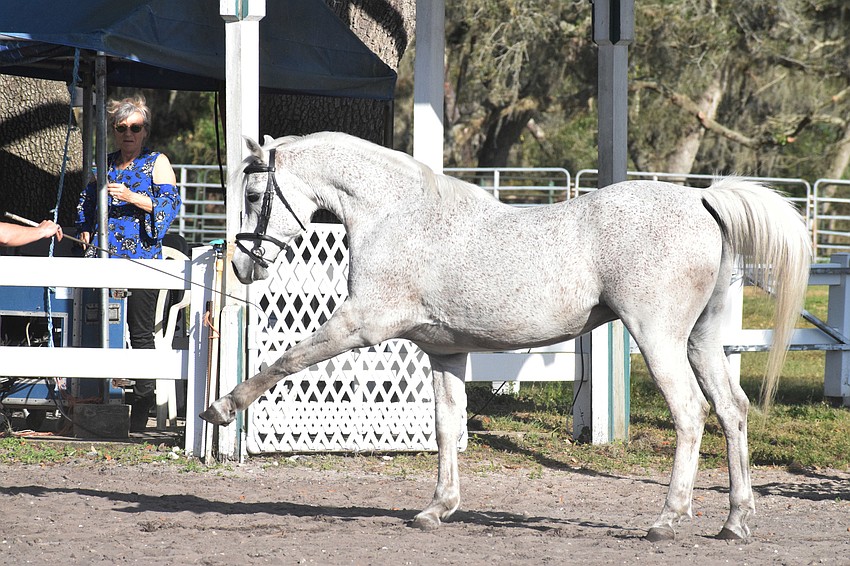 Damascus waves goodbye to the audience before finishing his routine.