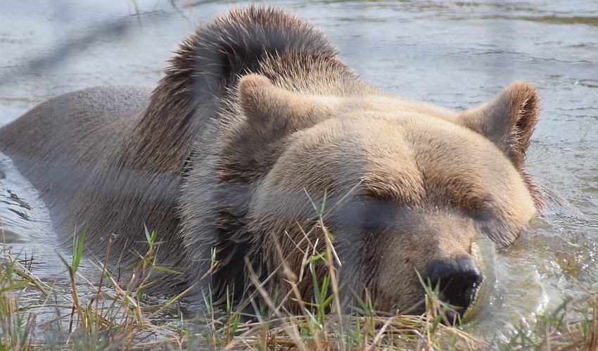 Bruno, a Syrian brown bear plays in the pond habitat during Bear Hugs and Kisses.