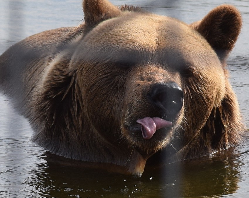 Bruno enjoys a swim during Bear Hugs and Kisses.