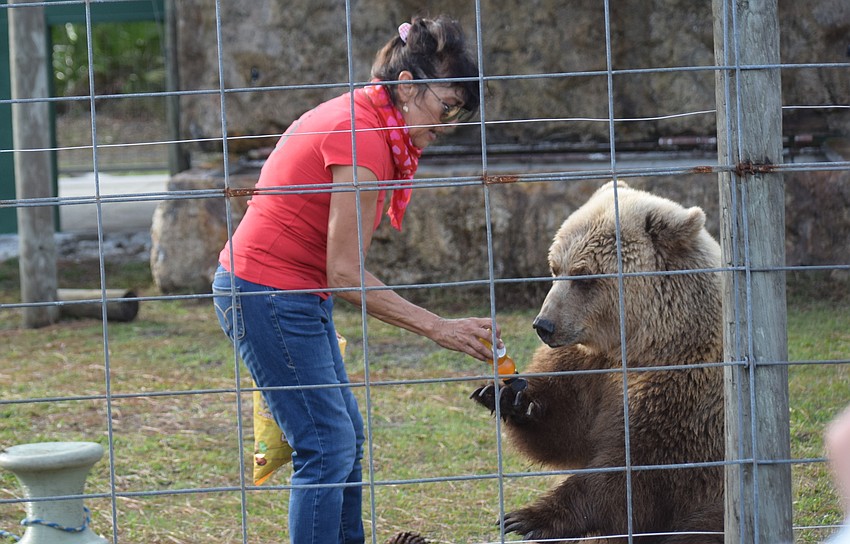 Bearadise owner Monica Welde puts some honey on Carol's paw. She says she only gives her bears honey when she does presentations.