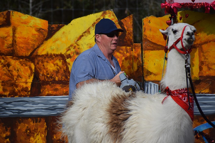 Les Kimes fluffs Bob the llama with a blower. Kimes brought his Pork Chop Revue to support Bear Hugs and Kisses.