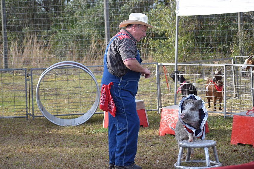 Pork Chop Review's Les Kimes and Red the pig perform tricks for the crowd.