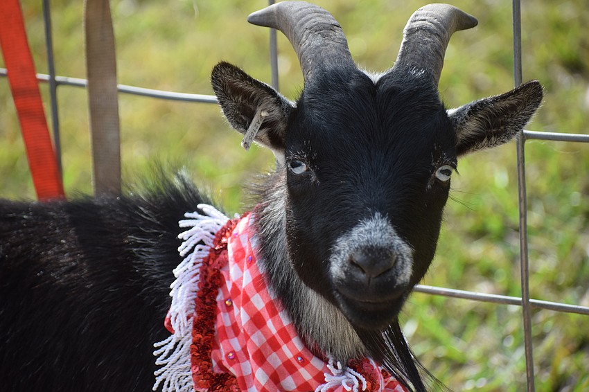 Fred the goat entertains guests at Bear Hugs and Kisses.