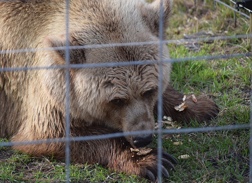Some of Monica Welde's bears actually shell peanuts before they eat them, although others like the shells as well.