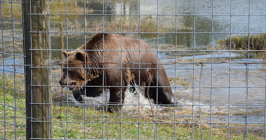 Bruno shakes the water off him after a swim.