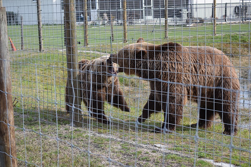 Bambi and Bruno, Syrian brown bears, play for the crowd.