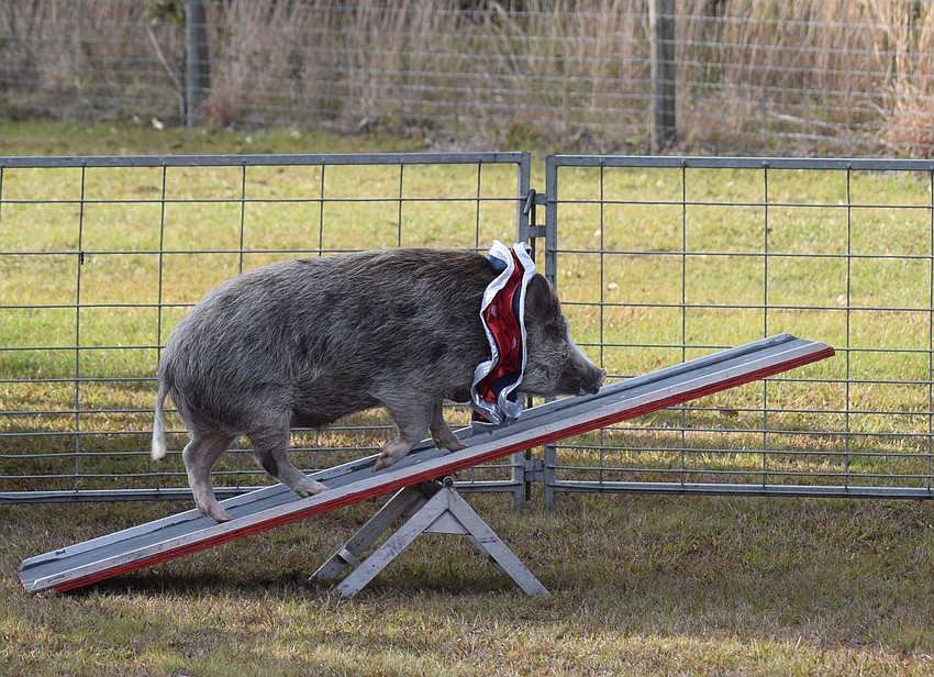 Red the Pig plays teeter totter for the crowd.