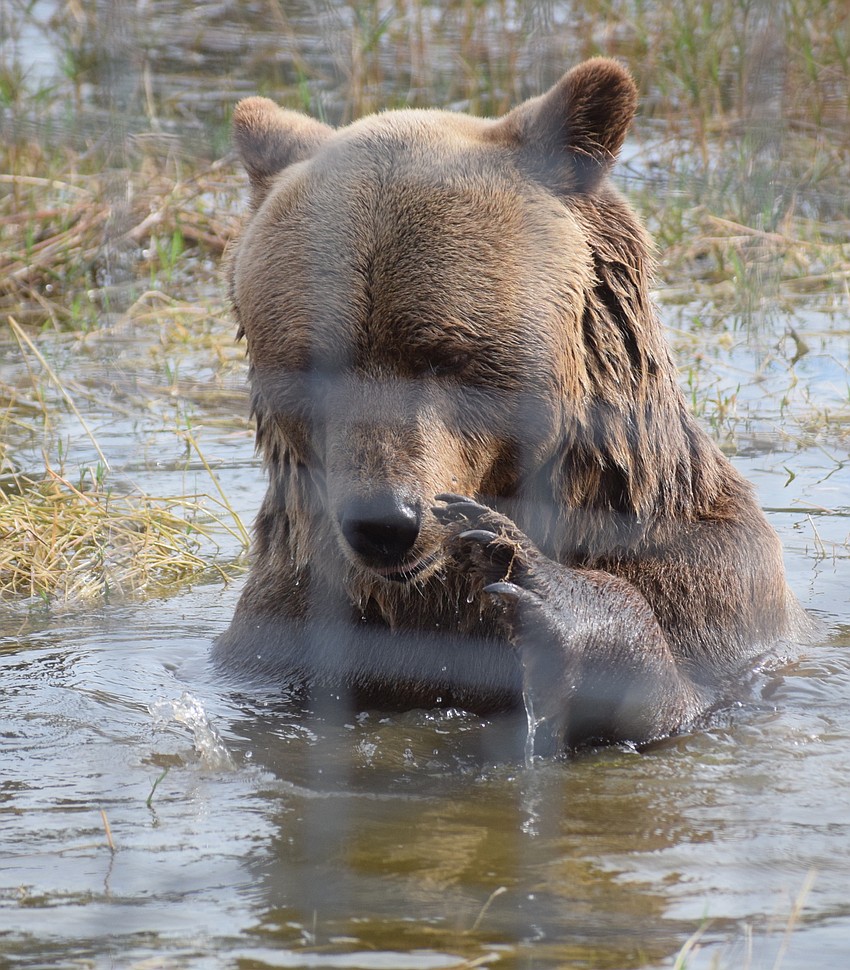 Bruno plays in the water during Bear Hugs and Kisses.