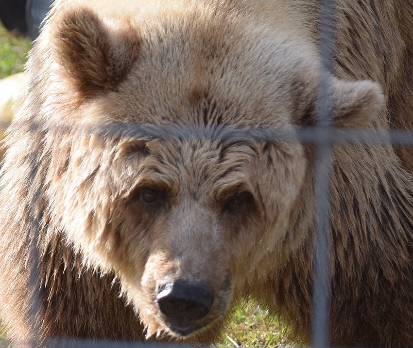 Monica Welde has nine bears at the current time at Bearadise.