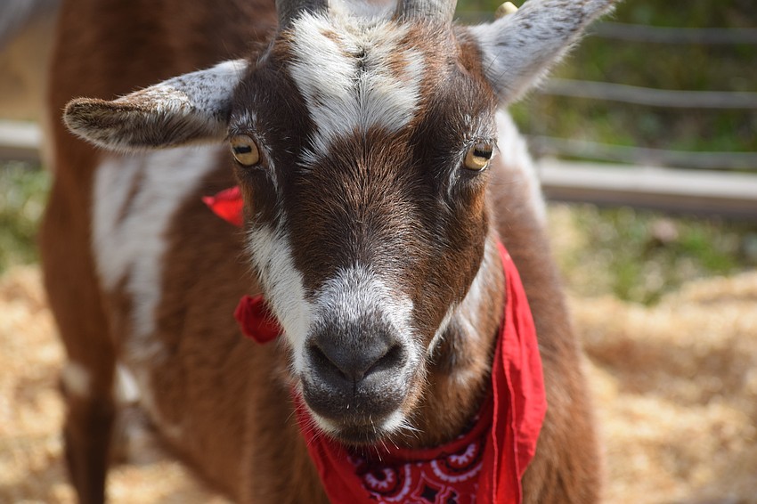 Ethel the goat looks for a little attention from the guests at Bear Hugs and Kisses.