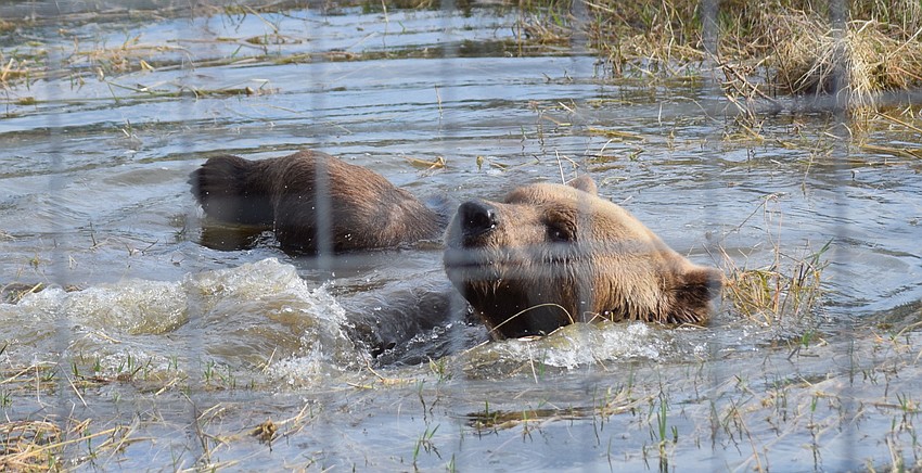 Bruno, a Syrian brown bear, swims in the pond habitat at Bearadise.