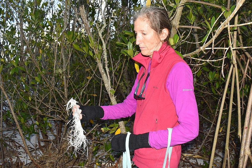 Cyndi Seamon picks up shredded remains of sandbags from Tropical Storm Eta.