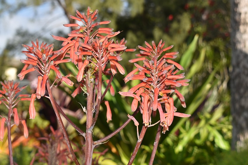 Red flowers provide pops of color amidst a wealth of green.