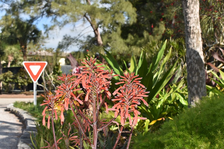 Red flowers provide pops of color amidst a wealth of green.
