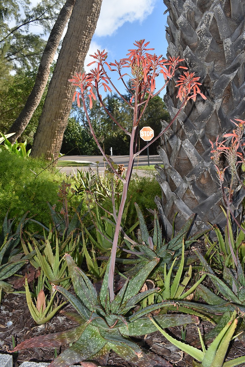 Spiny aloe plants cover much of the ground.