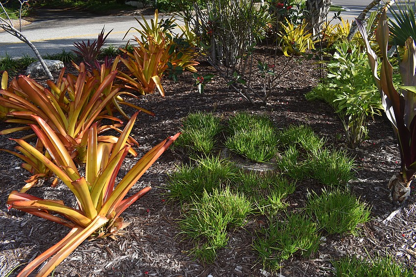 Bromeliads and low-lying grasses