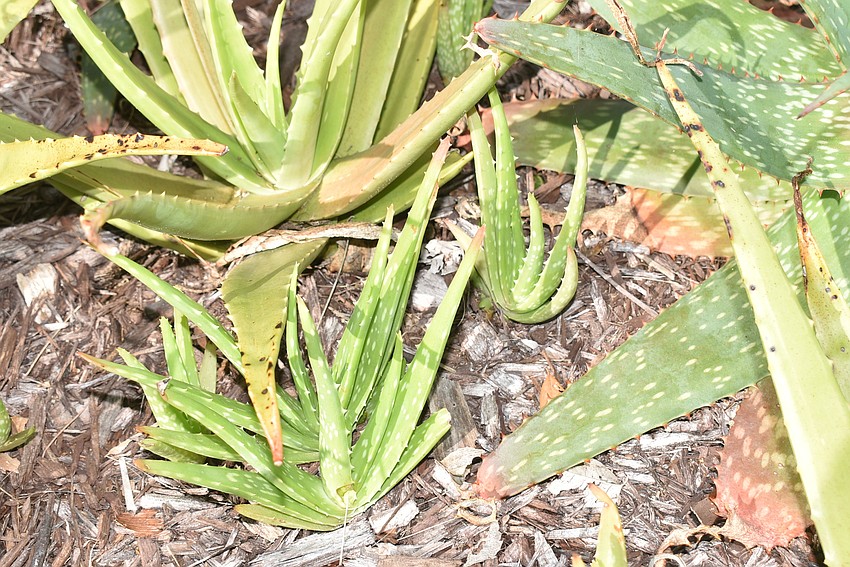 Aloe
