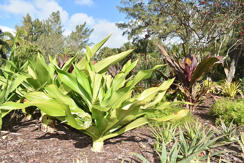 Yellow-green bromeliads populate the inner circle.