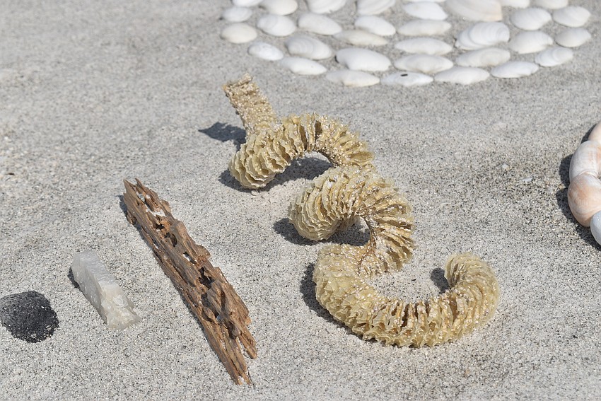 A dried whelk egg casing provides another spiral.