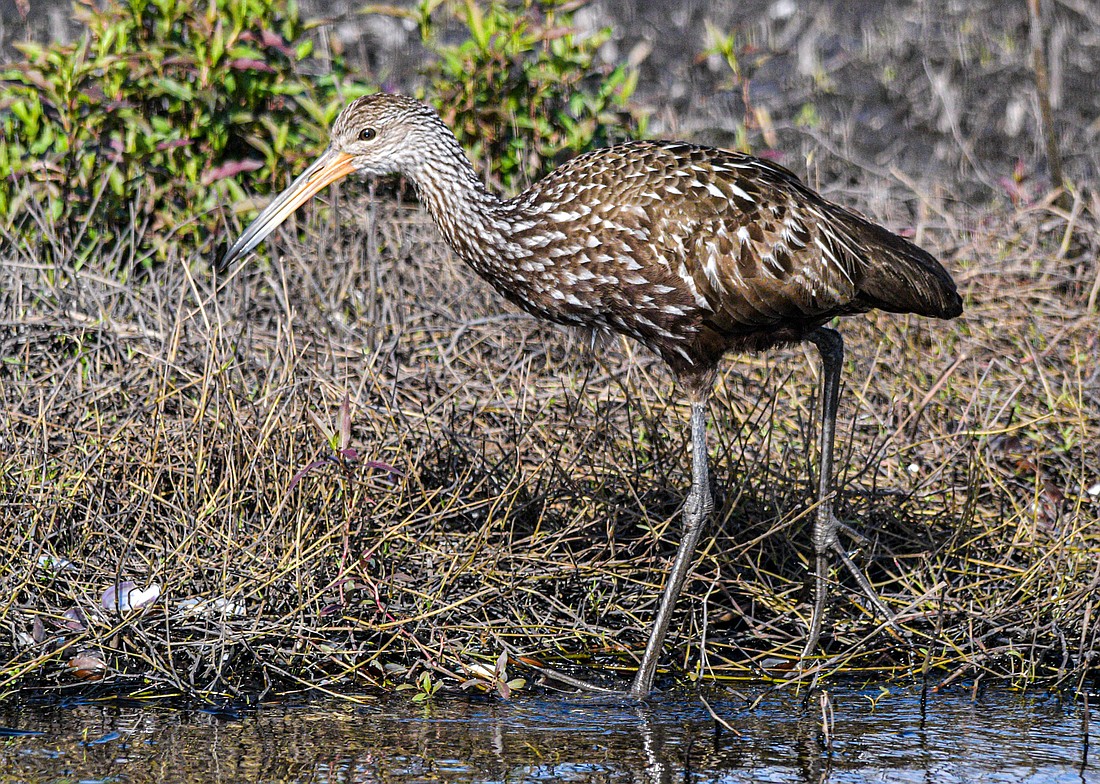 The limpkin&#39;s unique, piercing cry was used as the call of the magical creature Hippogriff in Harry Potter movies. (Miri Hardy)