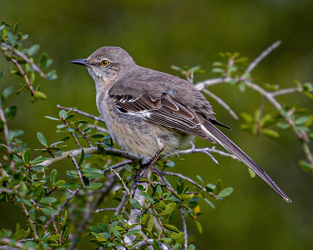 Northern mockingbirds are fiercely territorial,  and will attack intruders many times their size, including hawks, domestic pets, and people. (Photo by Miri Hardy)