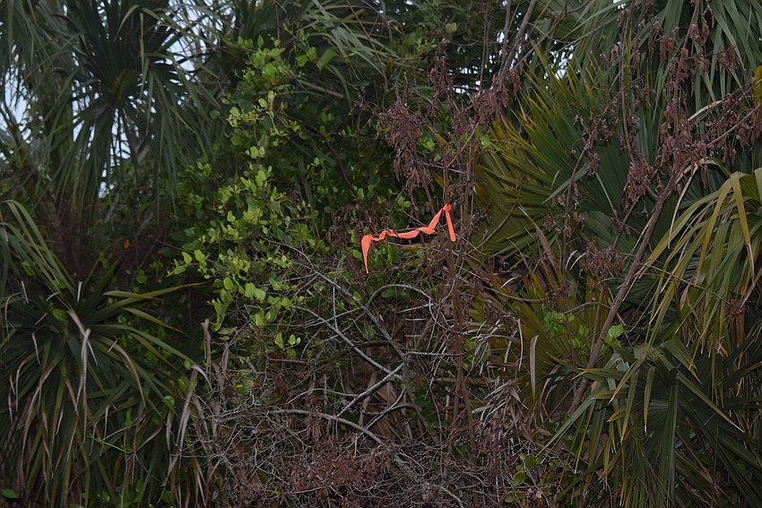 Rusty Chinnis pointed out the dying invasives that had been sprayed by the town.