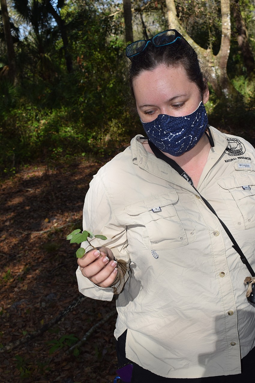 Michelle Leahy, a Manatee County volunteer specialist for Parks and Natural Resources, shows the invasive Caesar's weed.