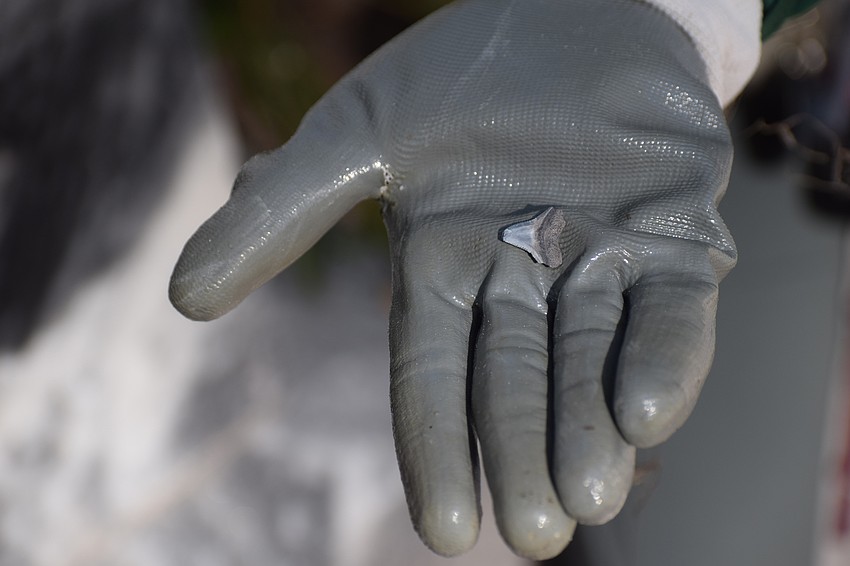 Sara Alvarez, an eduction and volunteer specialist for Manatee County, shows a shark's tooth left on one of the headstones.