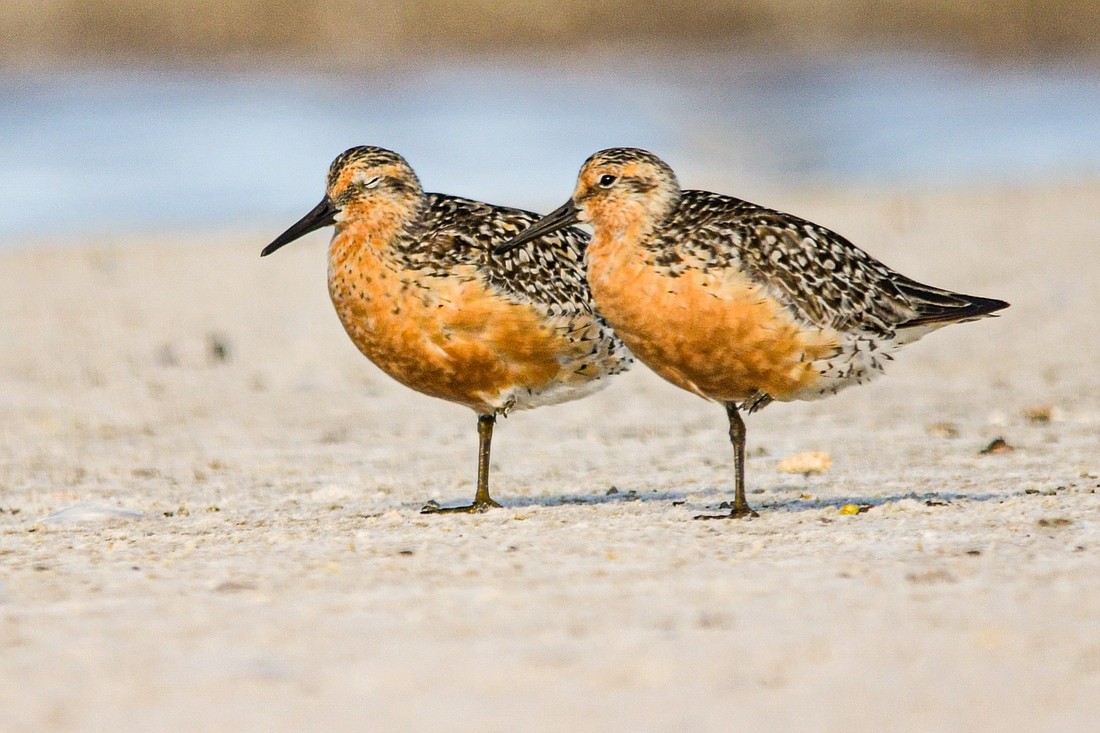 You&#39;ll easily spot rufa red knots during breeding season, when they develop their distinctive red plumage.     (Miri Hardy)