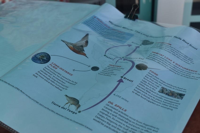 Educational materials, like the paths of red knots, were available for customers to peruse.