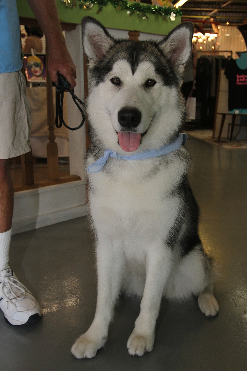 Ripley the Alaskan Malmut
