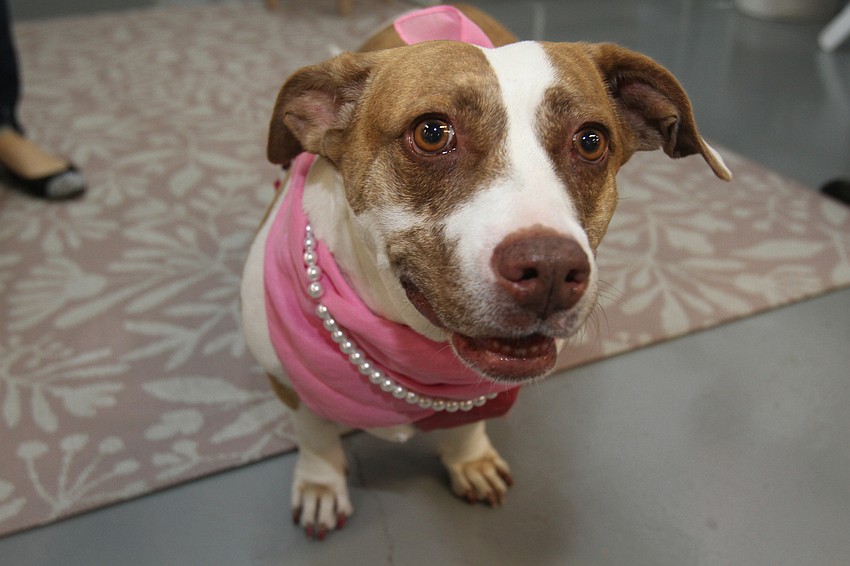 Blossom the Bassett mix