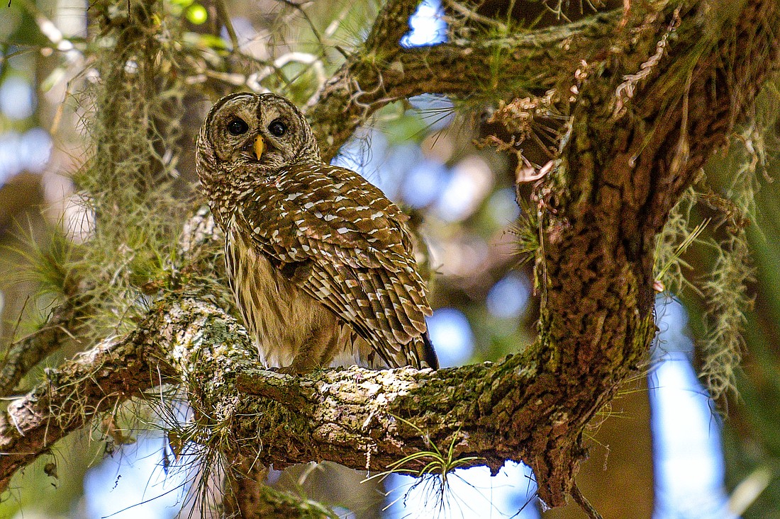 Thanks to their special feathers, barred owls can fly nearly silently and their plumage colors help them blend in with their natural environment. (Miri Hardy)