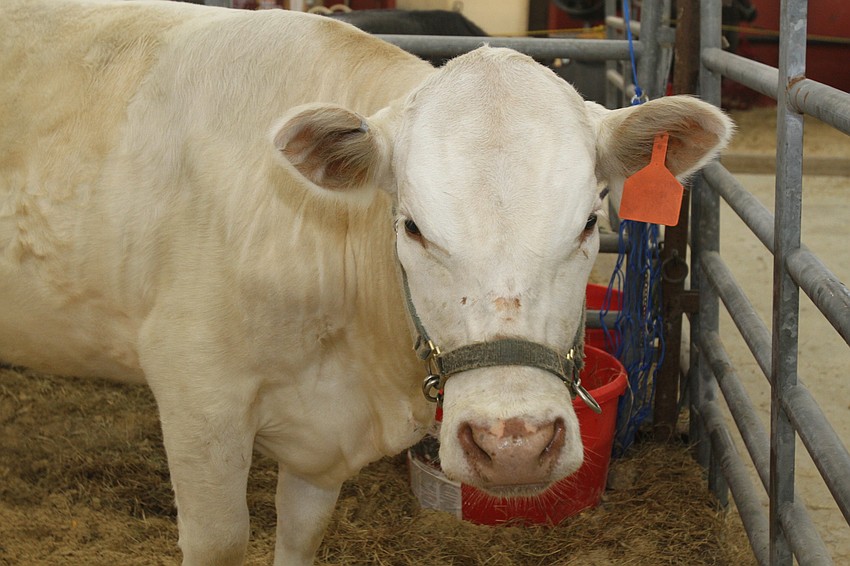 The fair has a fair number of cows for attendees to check out.
