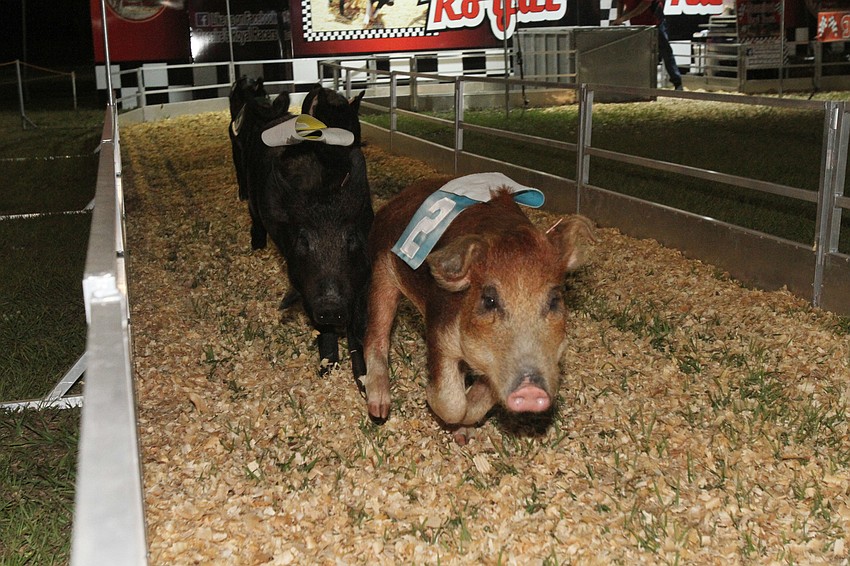 Rosaire Royal Racers have a series of pig races.