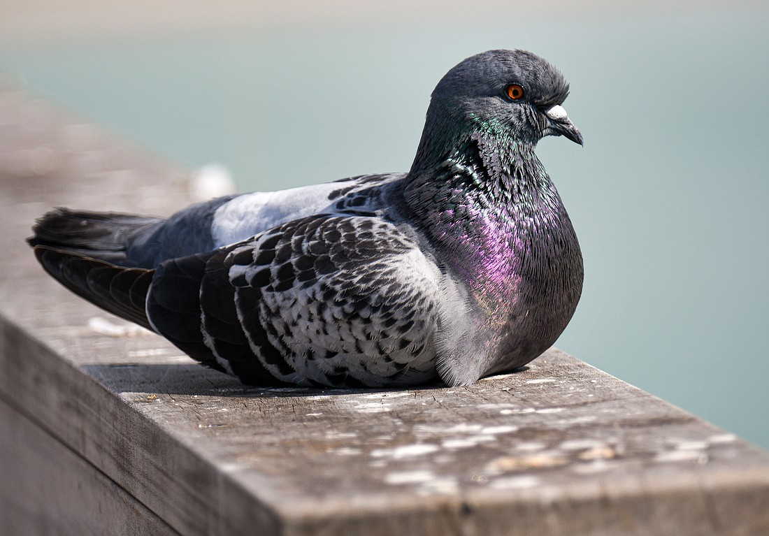 Rock pigeons are a non-native species.  Passenger pigeons, the only pigeon endemic to North America, were hunted to extinction by the early 1900s (Miri Hardy)