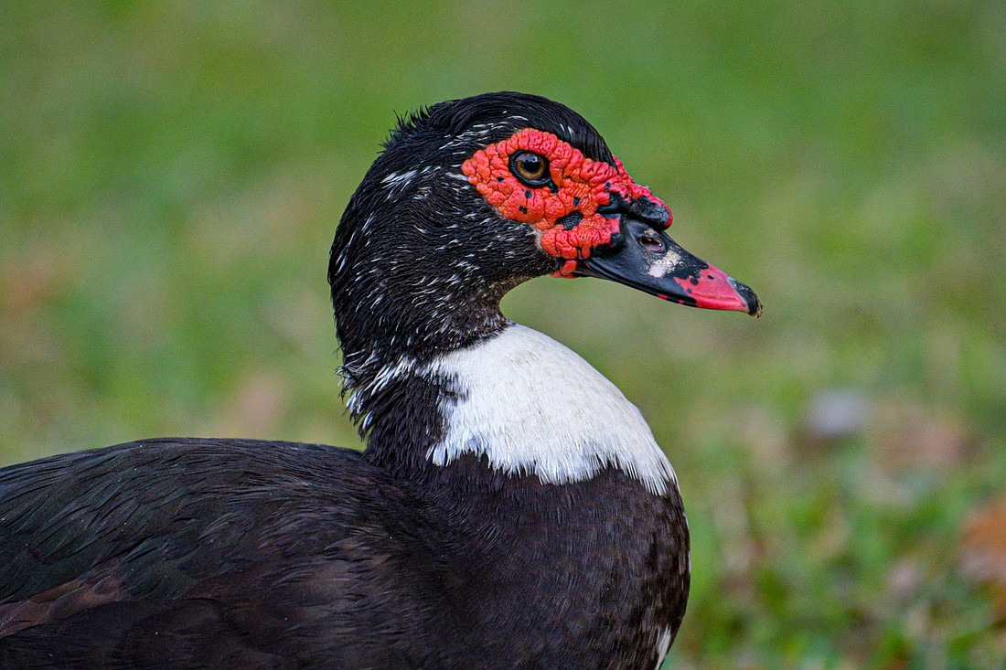 The distinctive red lumps on Muscovy faces are named carnucles. (Miri Hardy)