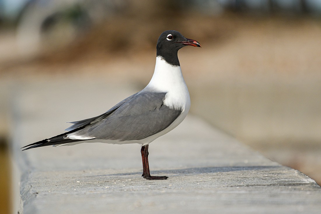 There are approximately 50 species of gulls found throughout the world. (Photo by Miri Hardy)