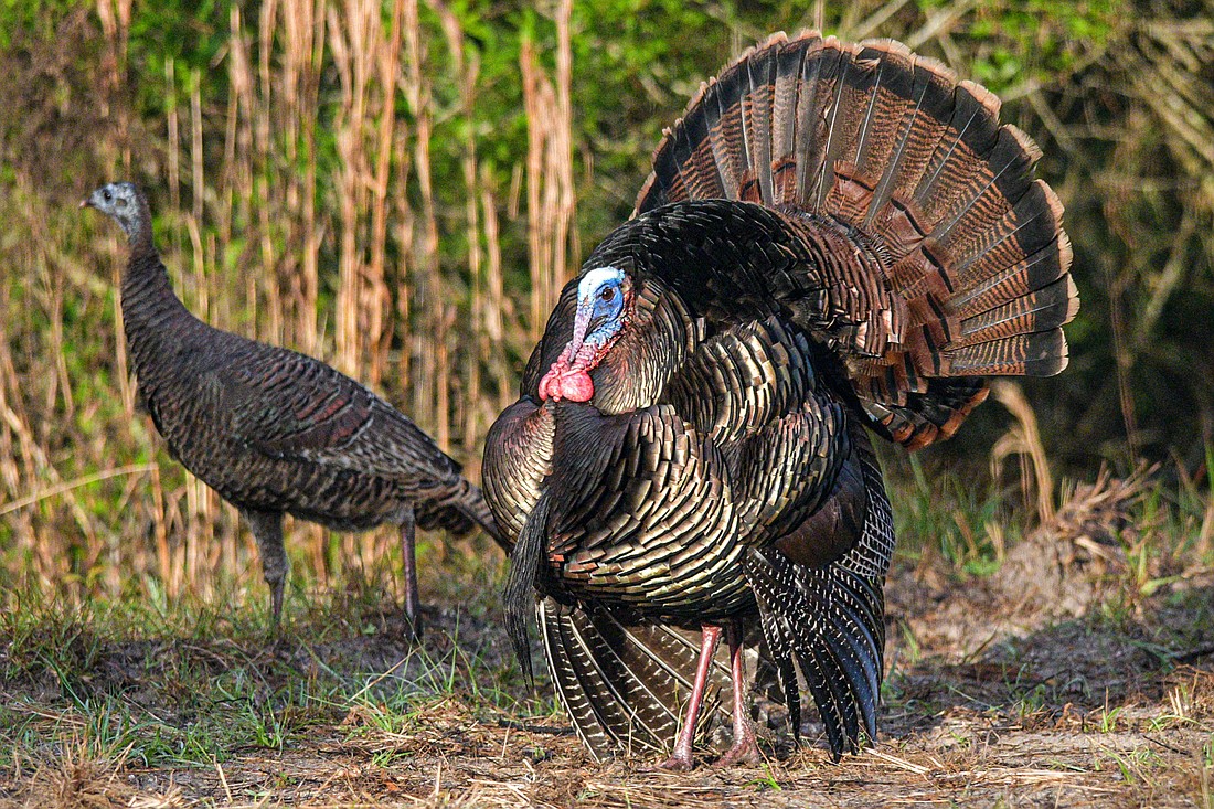 The male wild turkey, also known as a gobbler or tom, will strut, fan out its tail and gobble to attract hens.  (Miri Hardy)