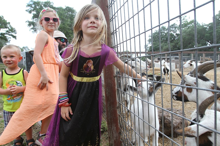 Autumn Campana checks out the goats with her family.
