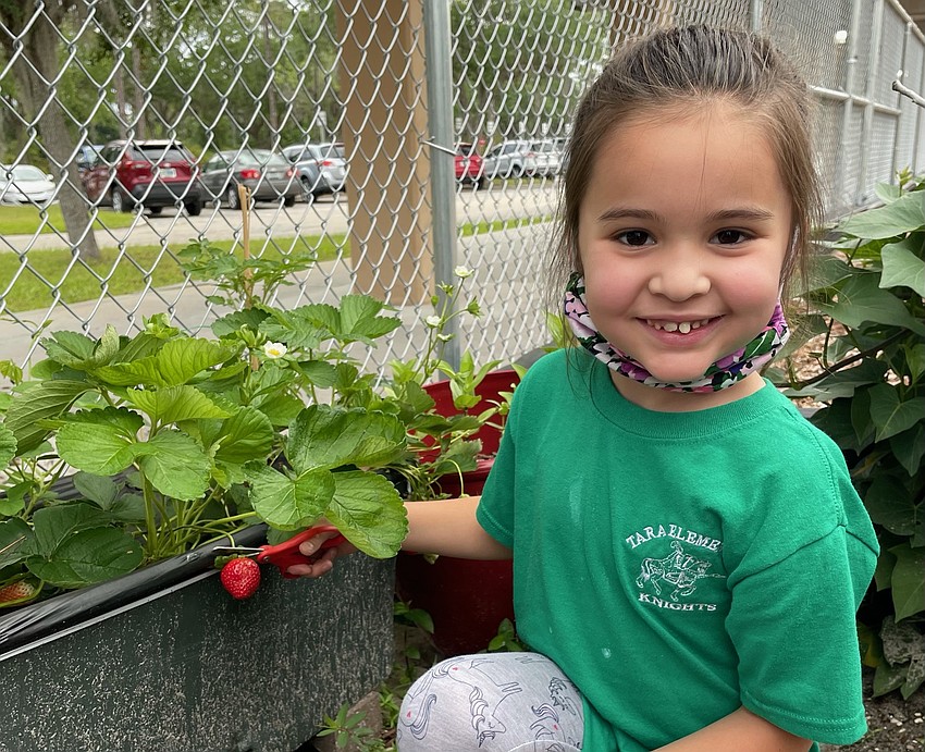 Ava Olivero, a kindergartner at Tara Elementary School, picks strawberries. Courtesy photo.